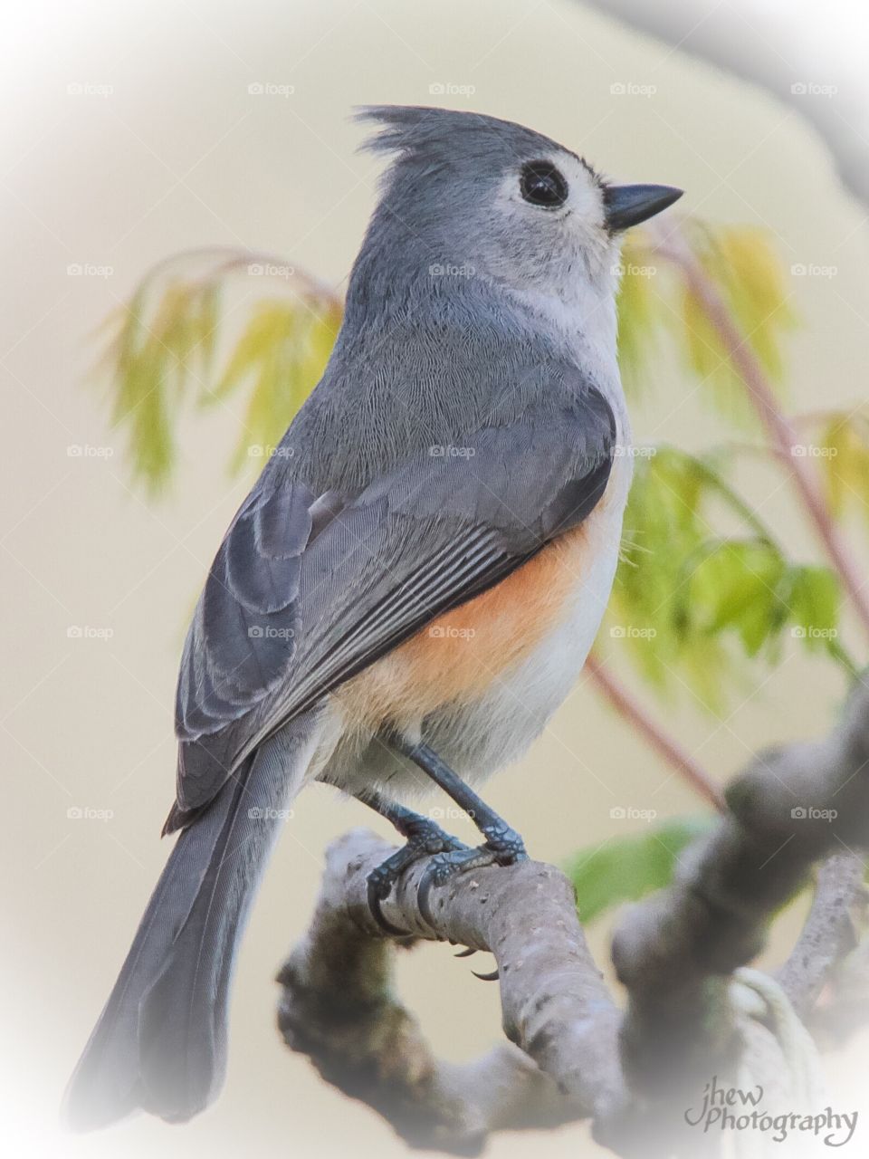 Tufted Titmouse Singing