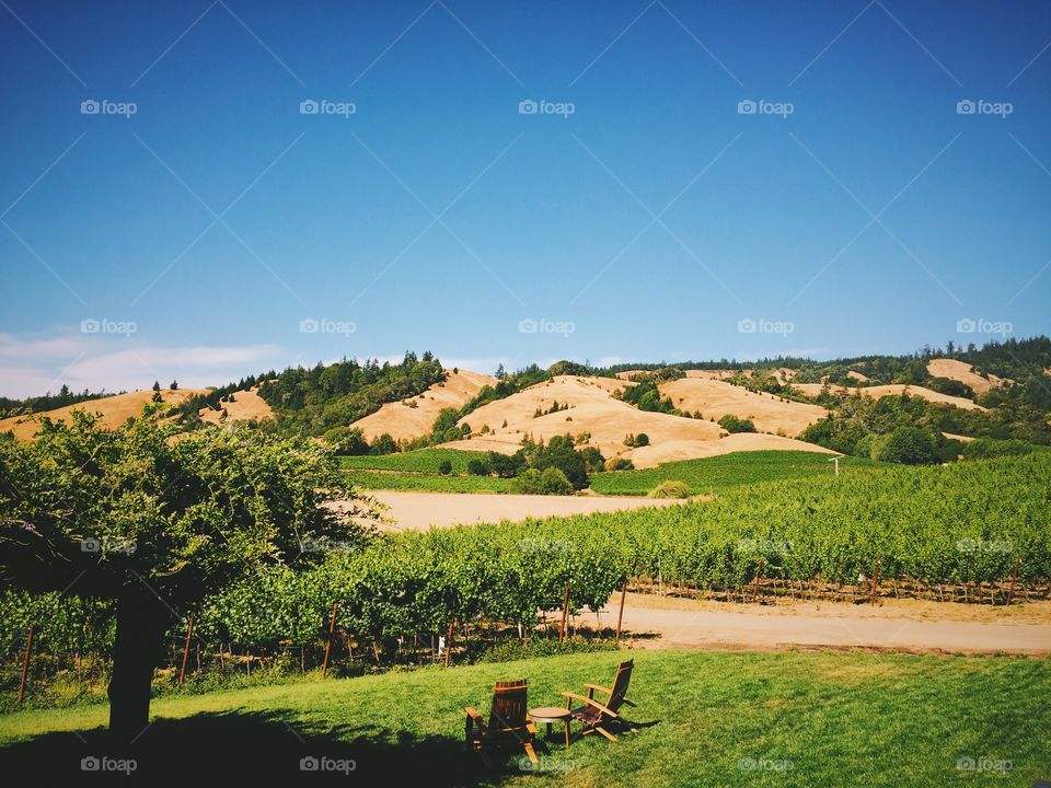 Beautiful vineyard in California