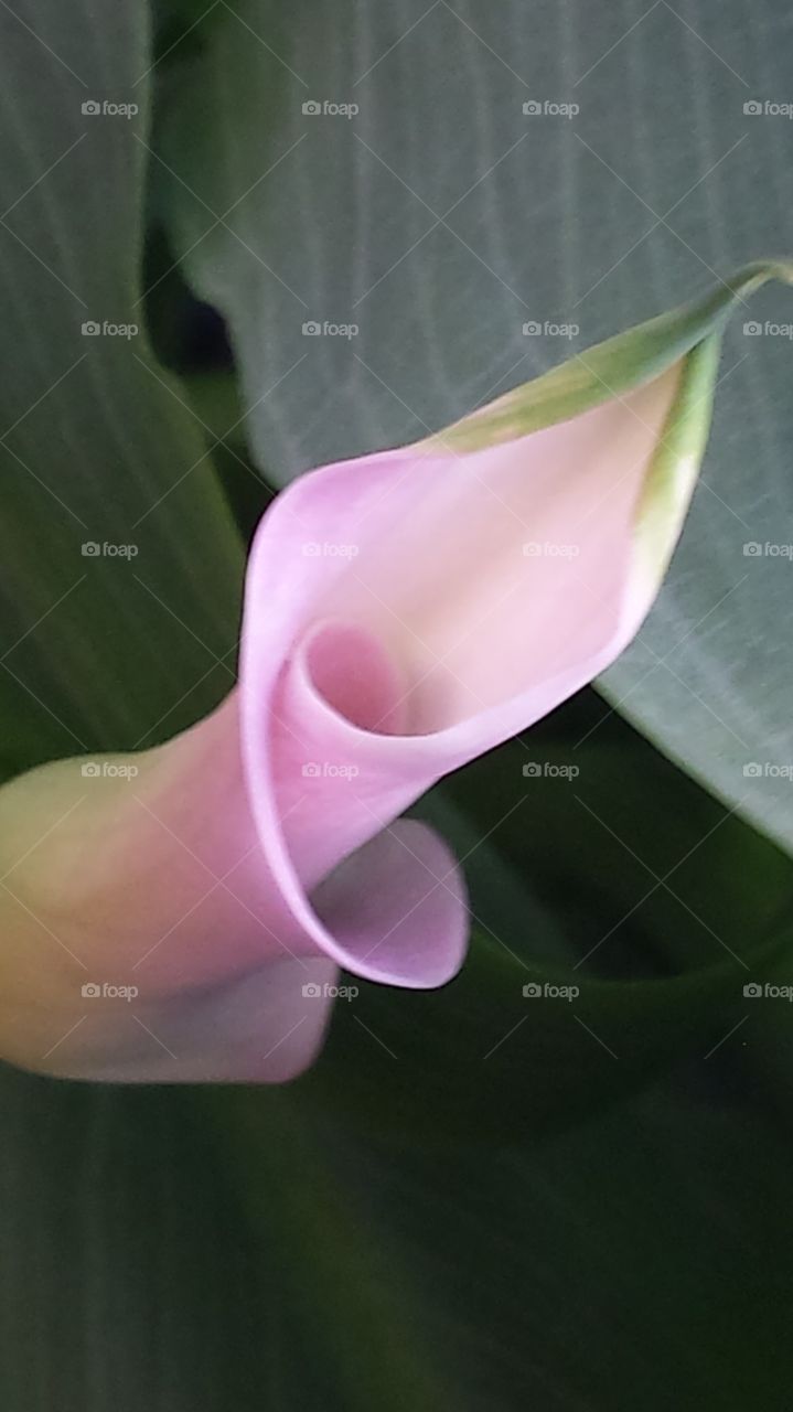 Calla Lilly