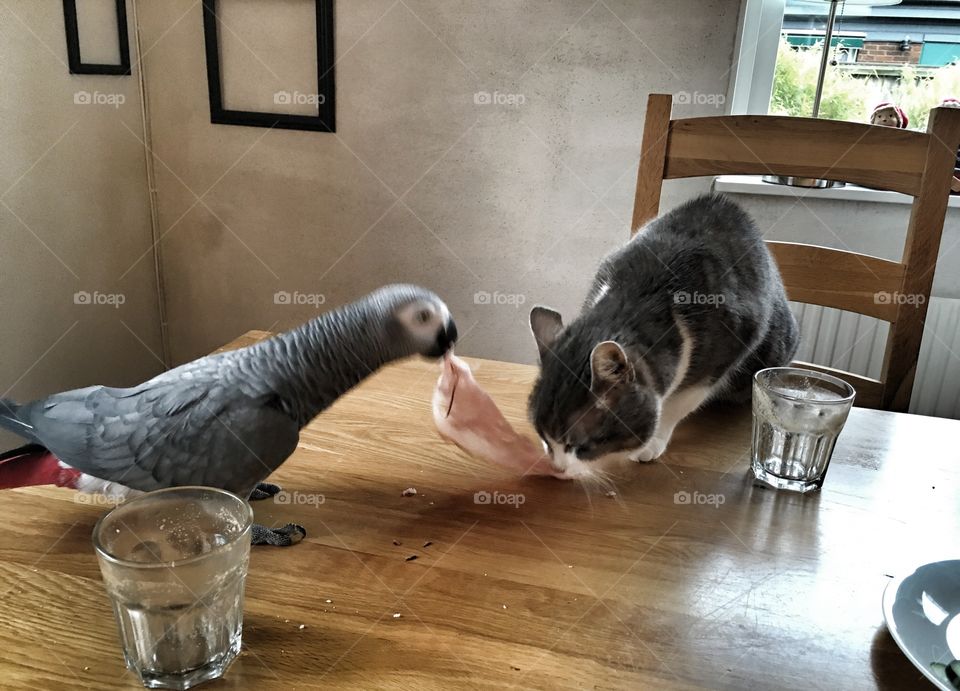 Sharing a meal