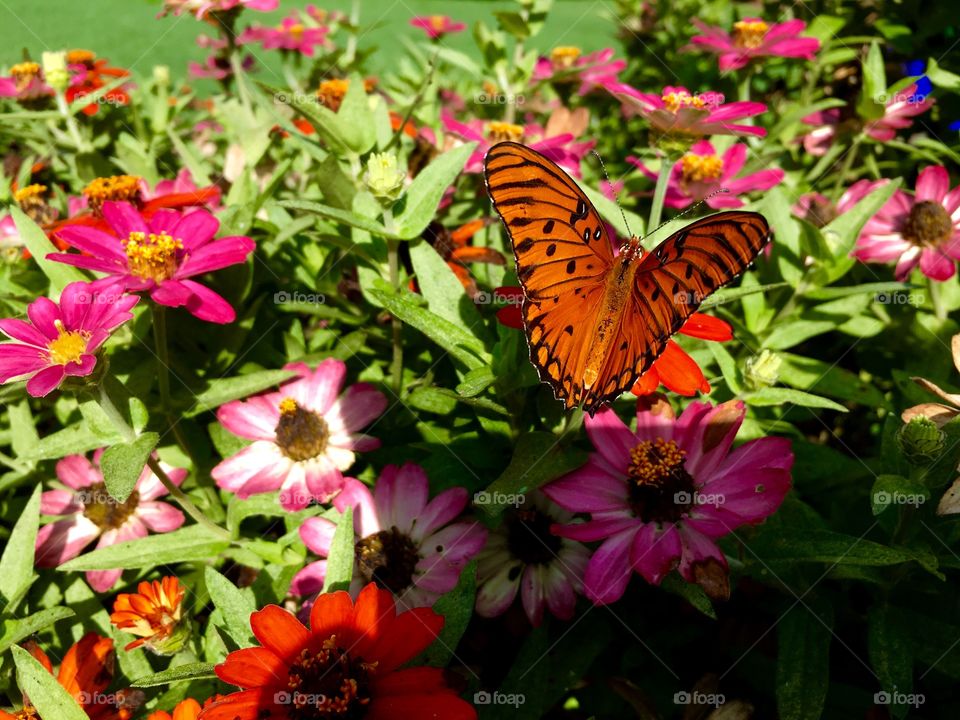 Small butterfly in and on flowers.