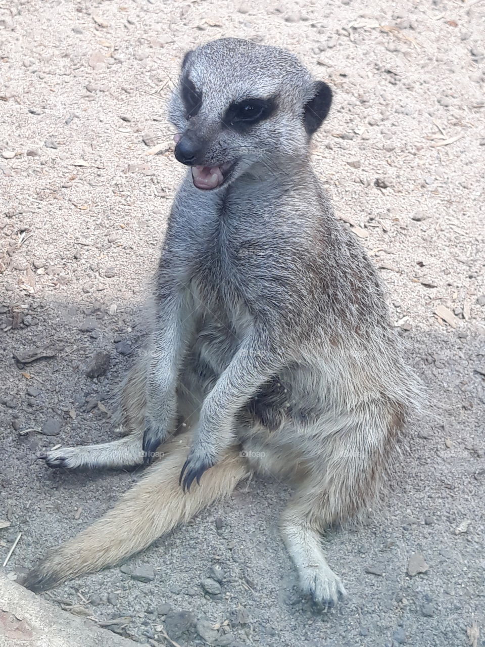 meerkat
