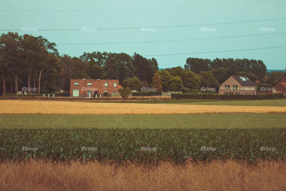 Beautiful view of a field sown with corn, potatoes and wheat with houses among the trees behind it, close-up side view.