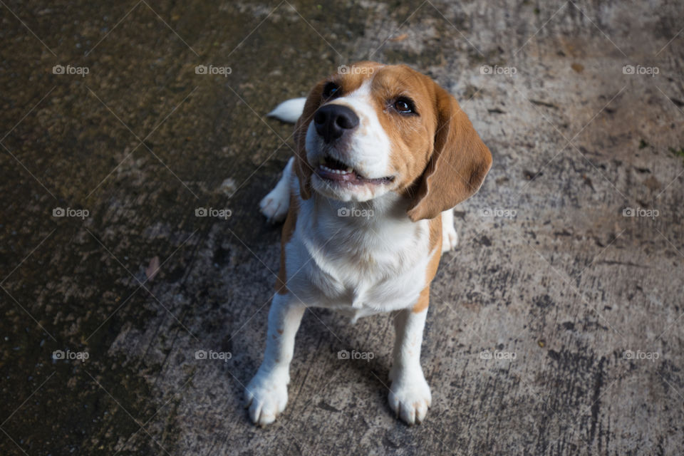 Cute beagle dog sitting on the ground 