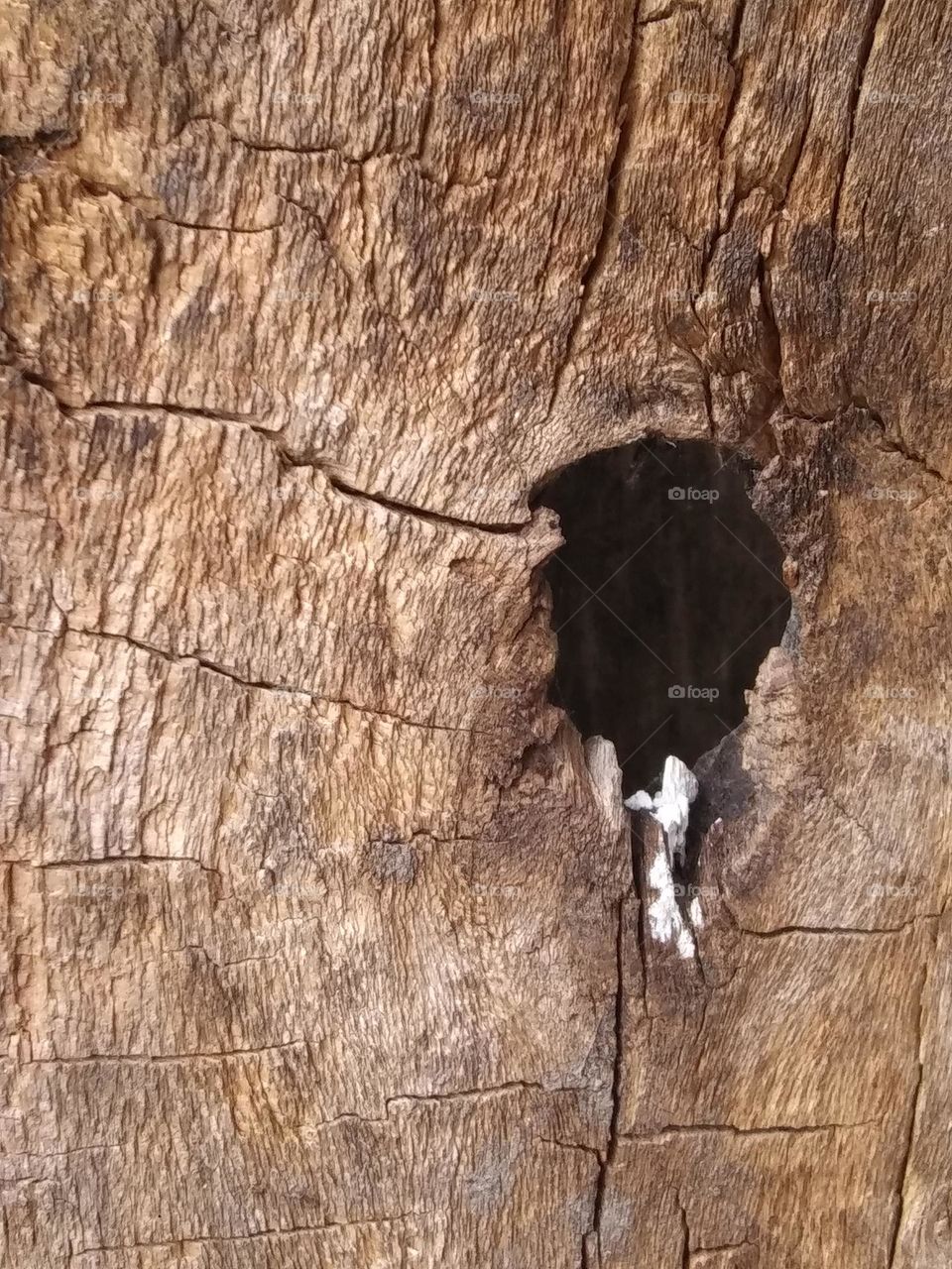 hole in wood