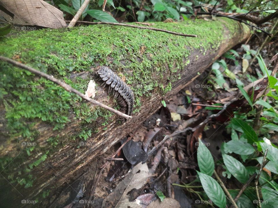 millipedes on a fallen tree that is covered in mud
