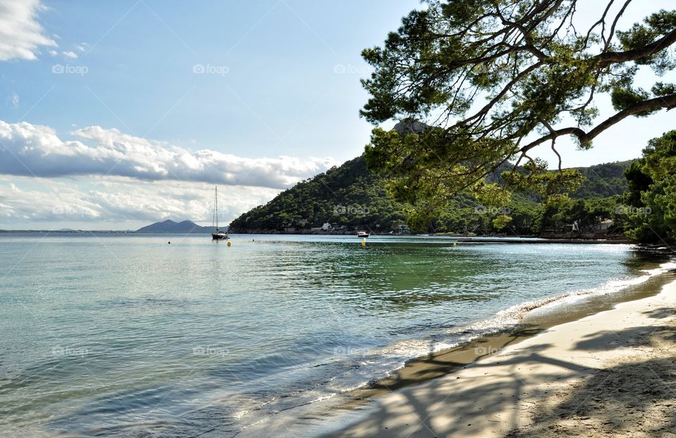 Water, Tree, Beach, Landscape, Travel