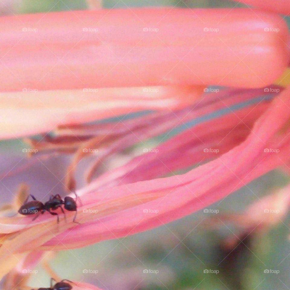 Beautiful aunt on flower.