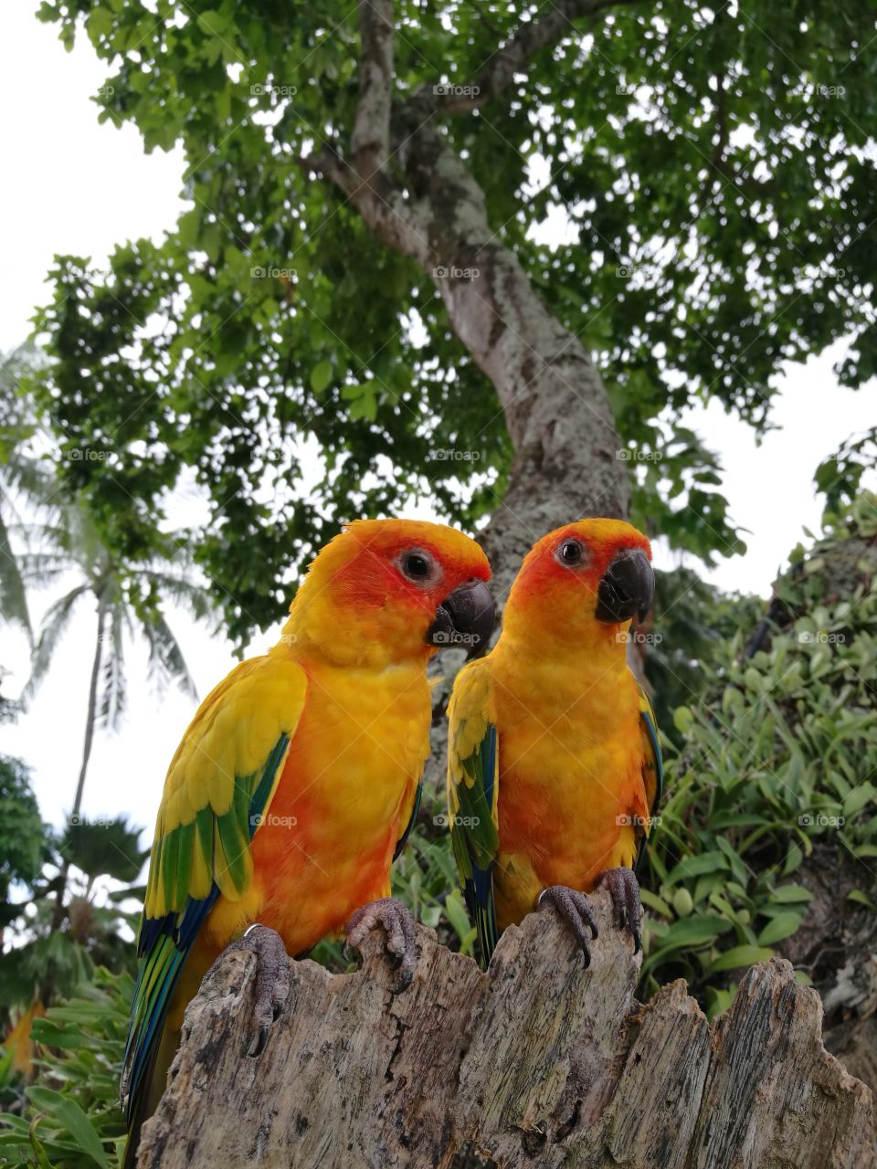 parrots in thailand