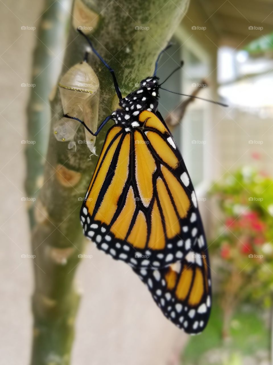 Monarch