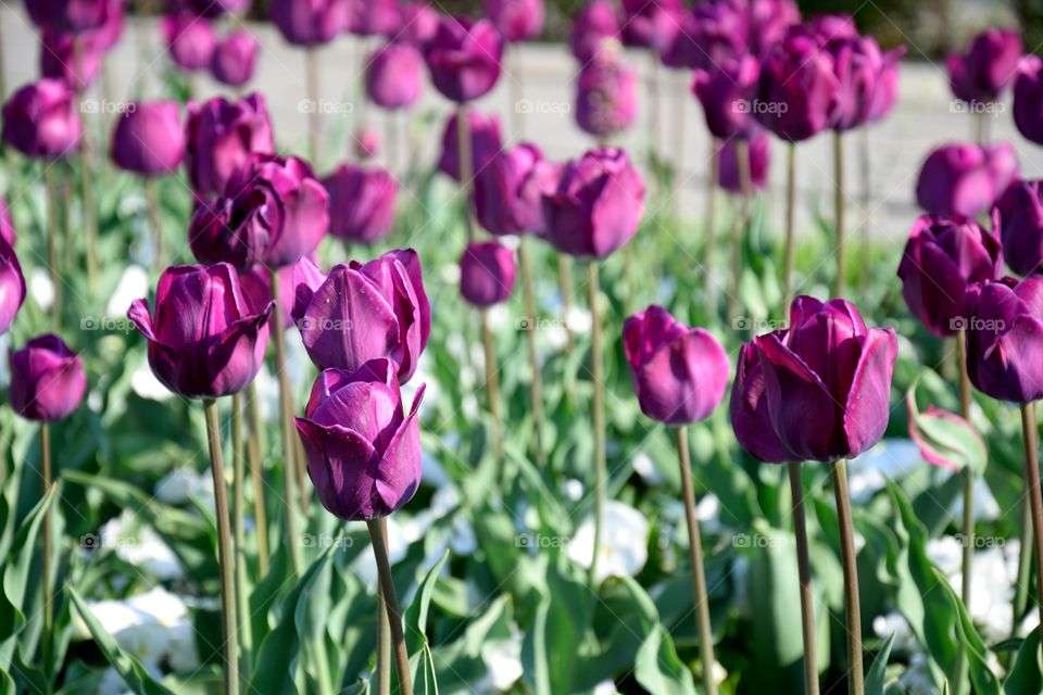 Purple beautiful tulips in spring