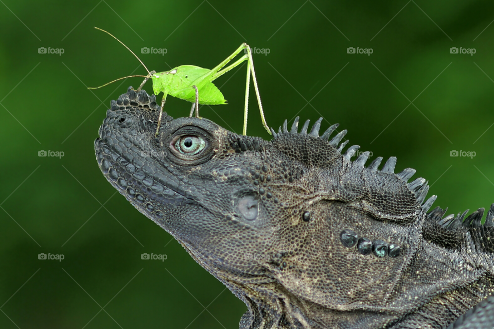 Sailfin Dragon and Grasshopper