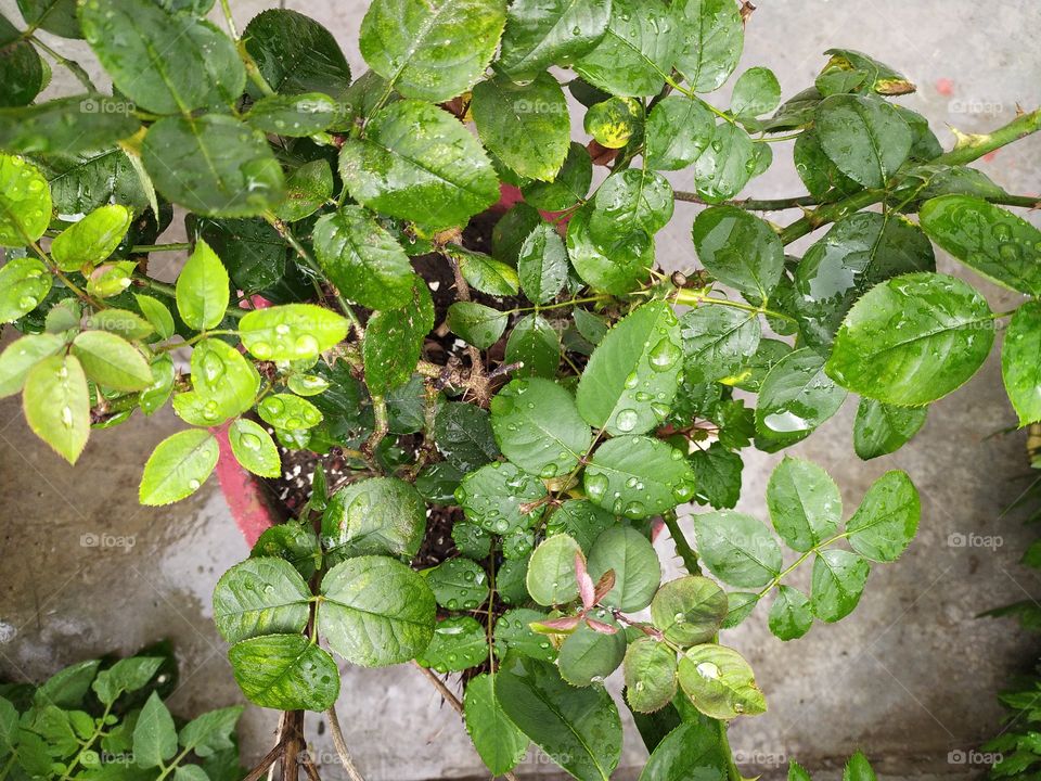 Raindrops of early monsoon showers resting on the leaves