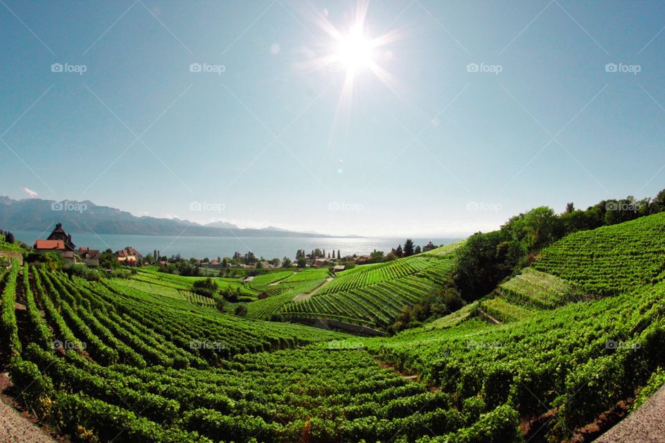 View of vineyard field at hill