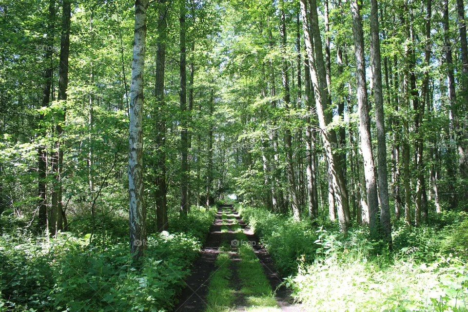 Forest