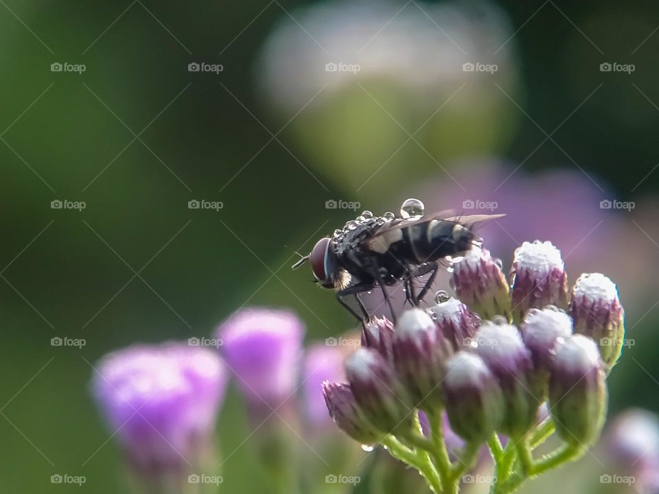 Flies and dewdrops.