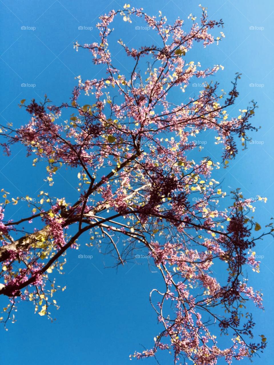 Blue sky pink tree 