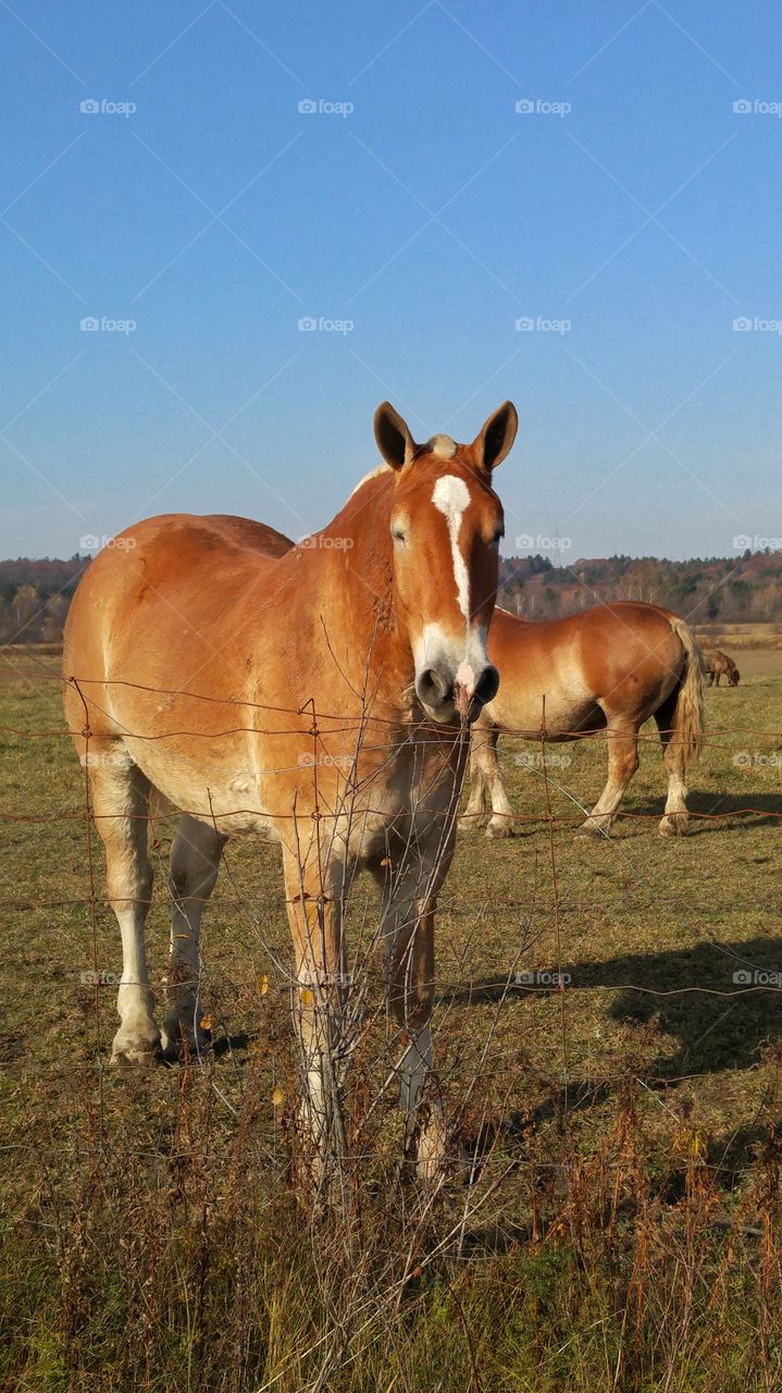 Horses in the field