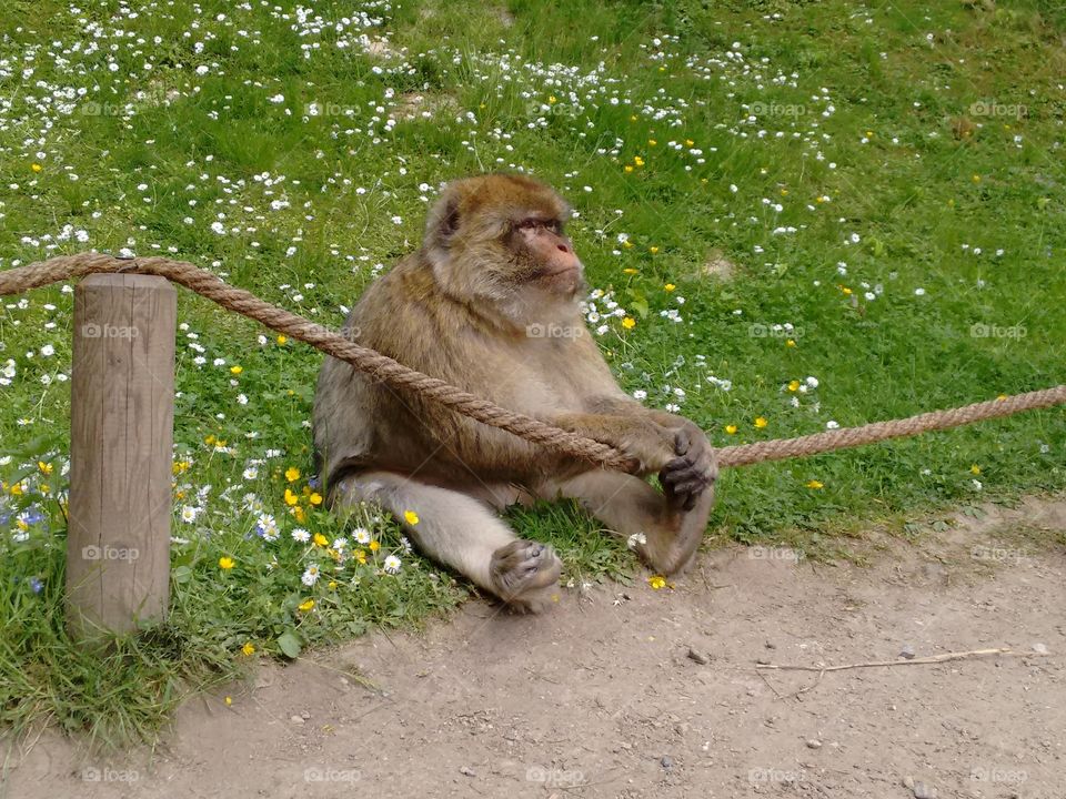 Sad Monkey. Zoo