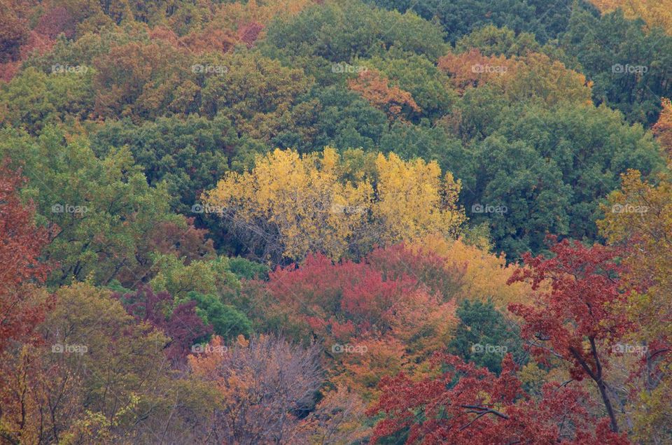 Indian Summer in new york