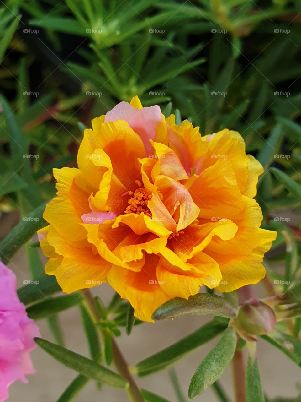 the portulaca grandiflora