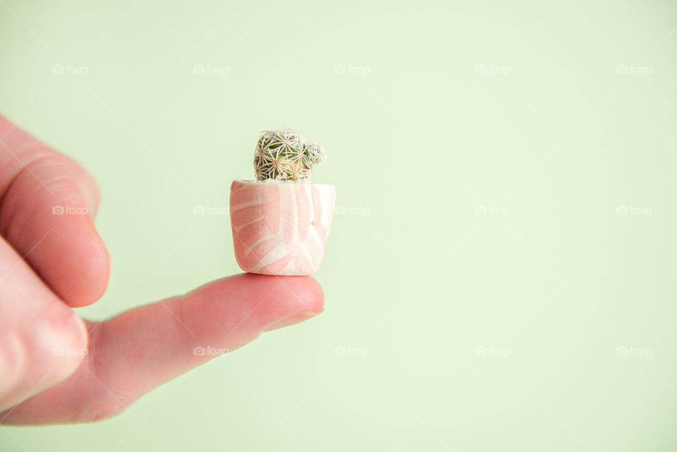 Portrait of a miniature succulent cactus plant resting on a person’s fingertip 