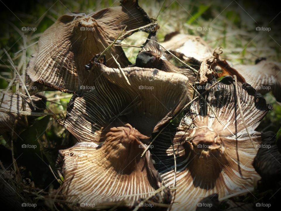 Nature. Mushroom Patch