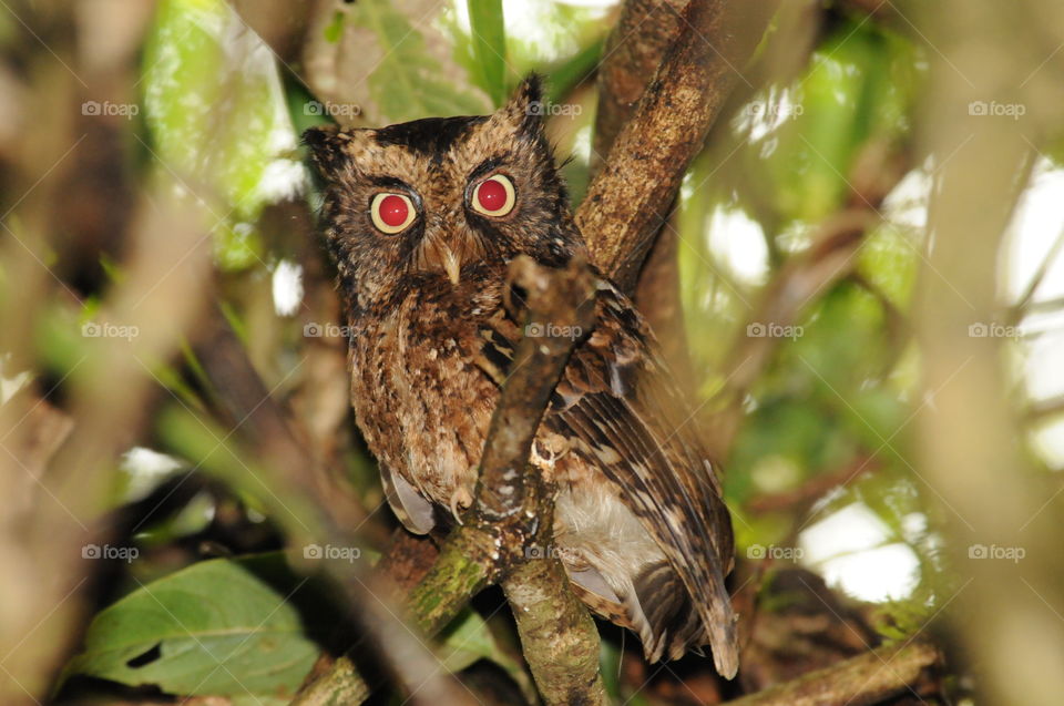 Red eyes owl from Indonesia