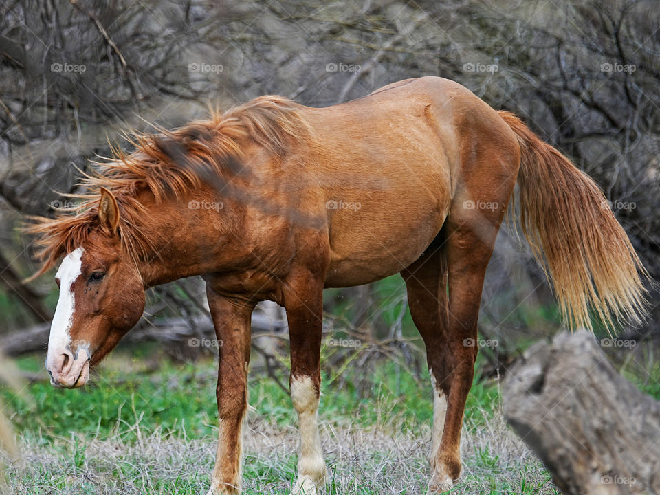 A wild horse shakes its head after grazing