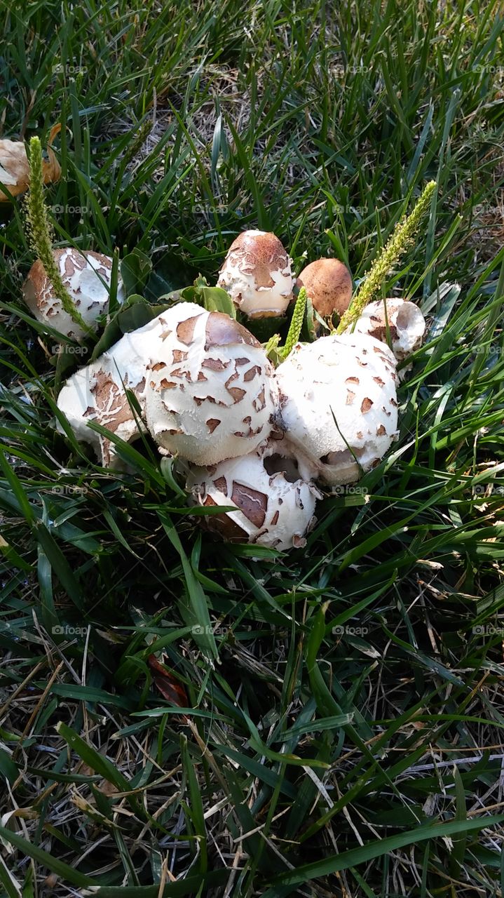 wild mushrooms