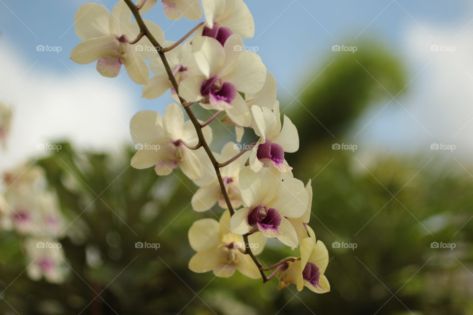 Orchid 