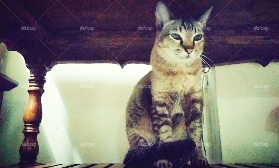 Homeless cat who was so elegant and cool. When you ask her to look at the camera...welll...as you can see in the picture.