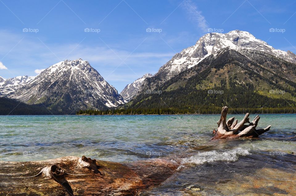 Driftwood in lake during winter