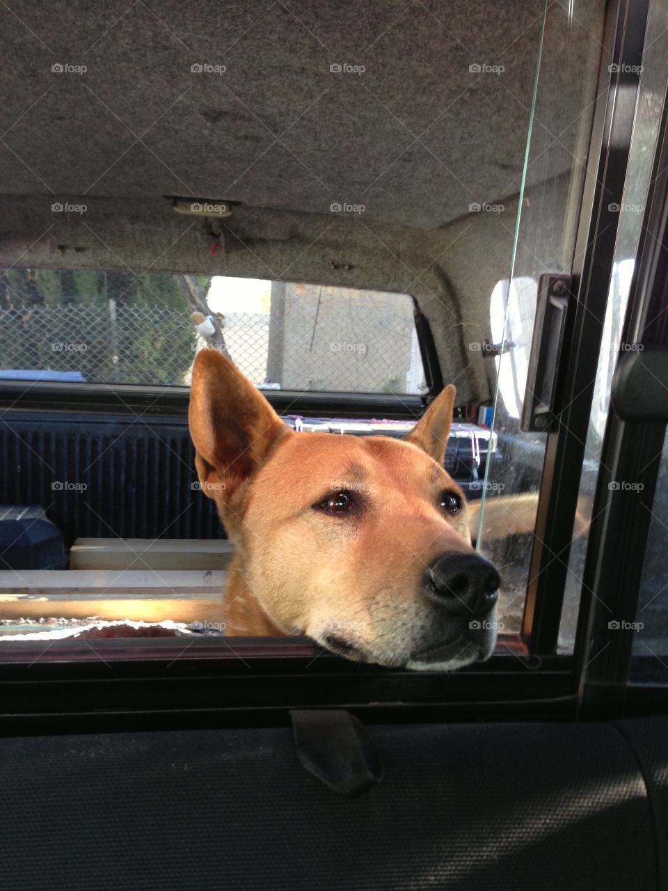 Dog in the back of a pickup truck