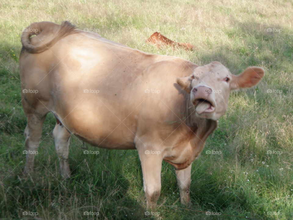 happy beef cow farm animal by lagacephotos