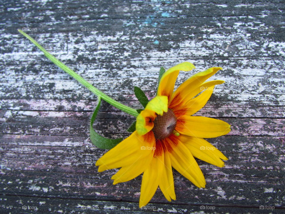 High angle view of flower