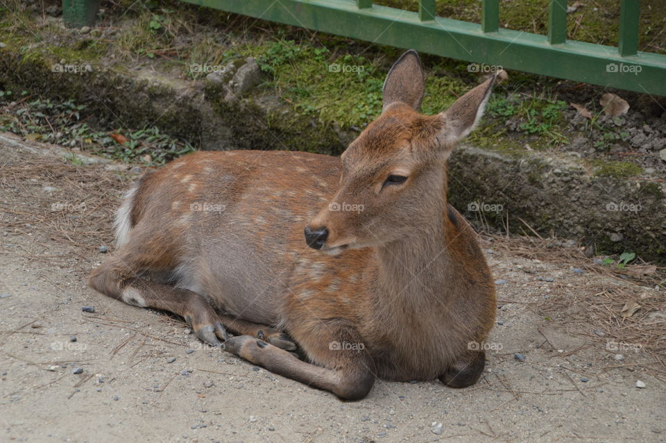 Deer Lying On The Ground