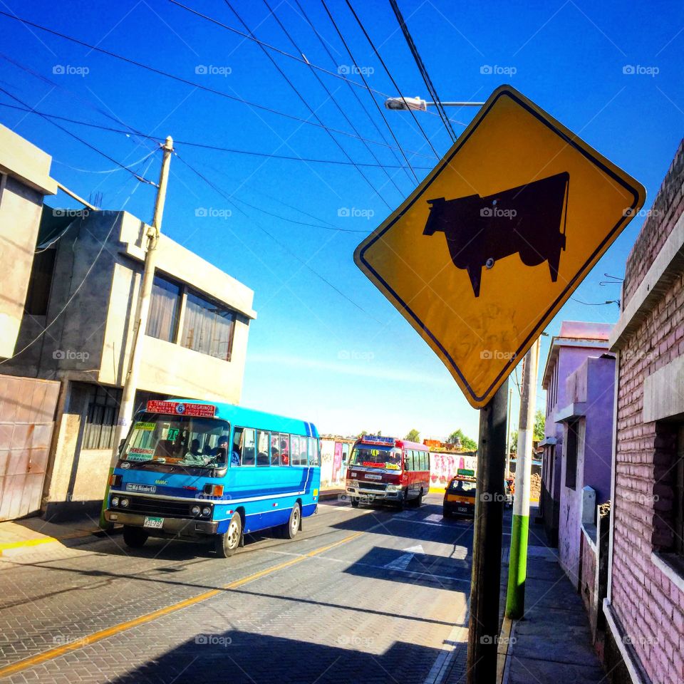 Cow crossing on busy street