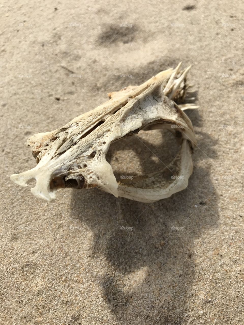 Skeleton 