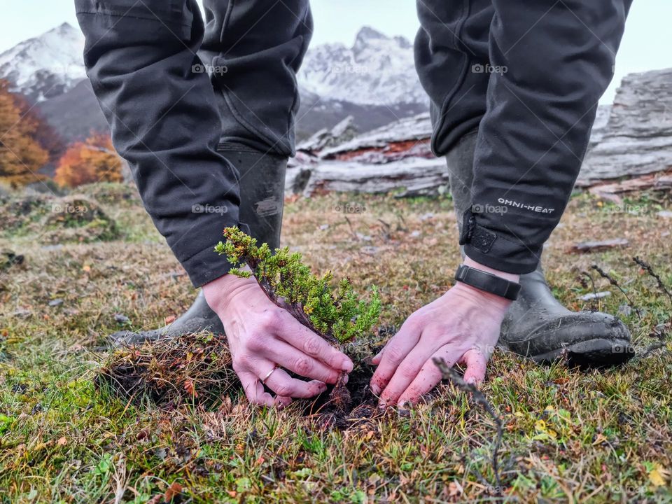 the hands of a person holding a small bush that she will plant in the hole she made on the wet black and fertile soil. The rubber boots of the person and a country background are also seen.