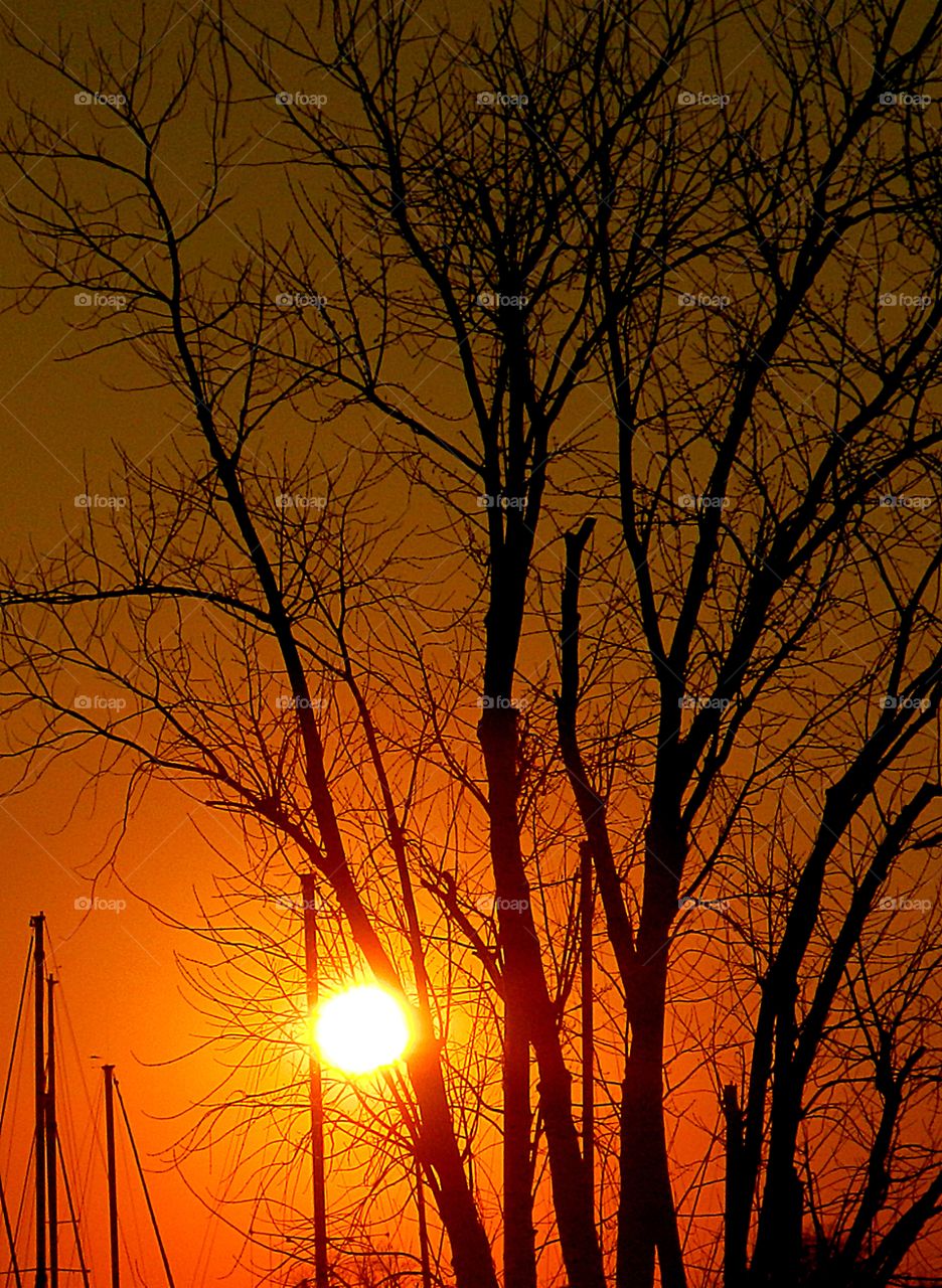 Sunset through the trees