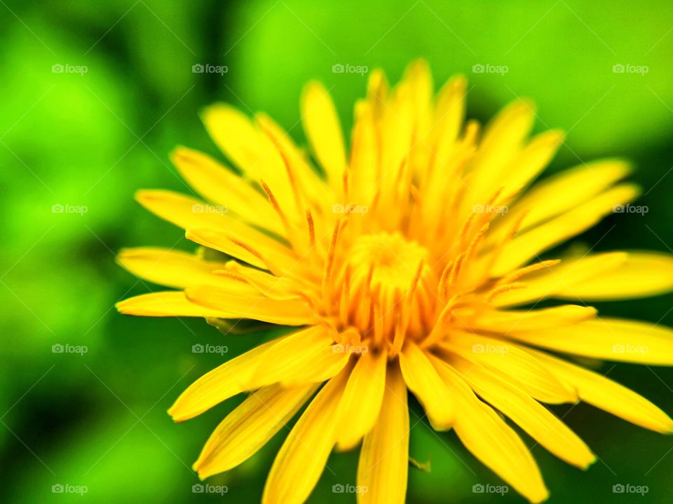 Nature, No Person, Summer, Flora, Flower
