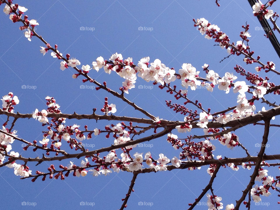 Flowers of the spring