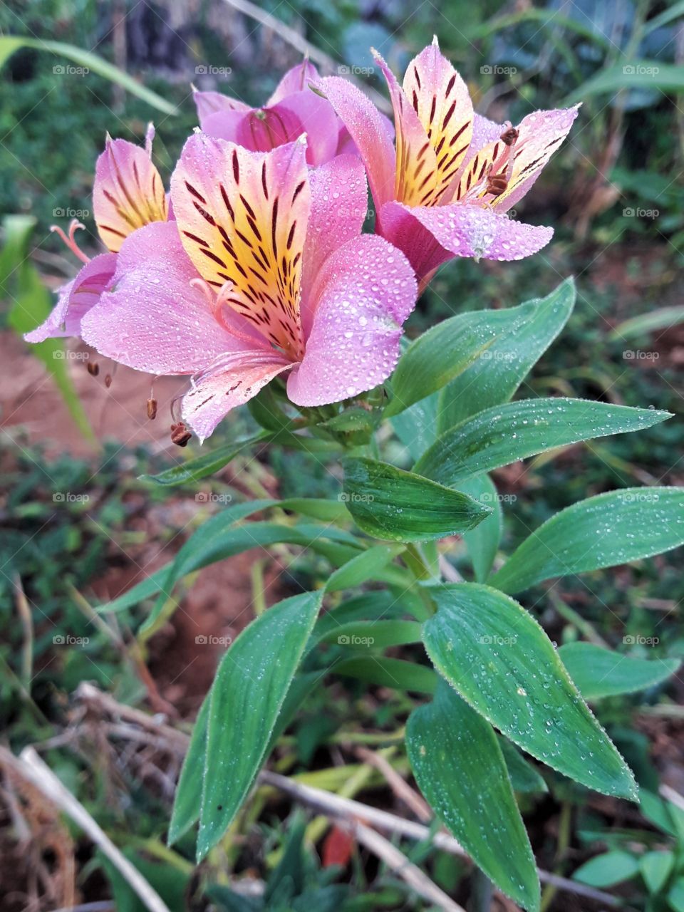 pink exotic flower