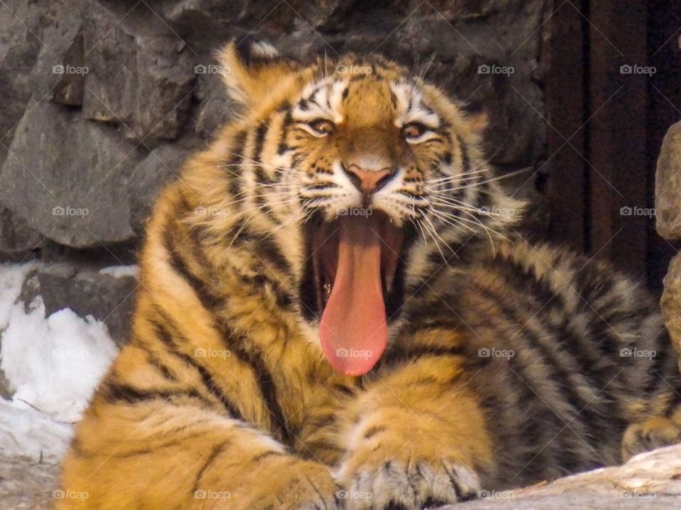 Yawning аmur tiger cub.