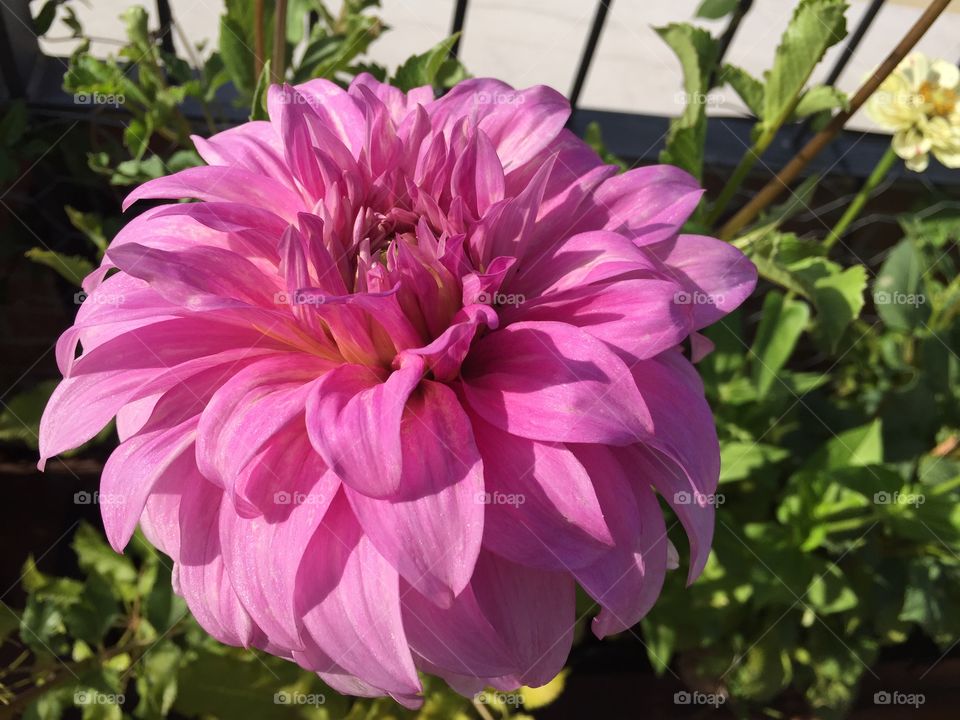 Big pink flower