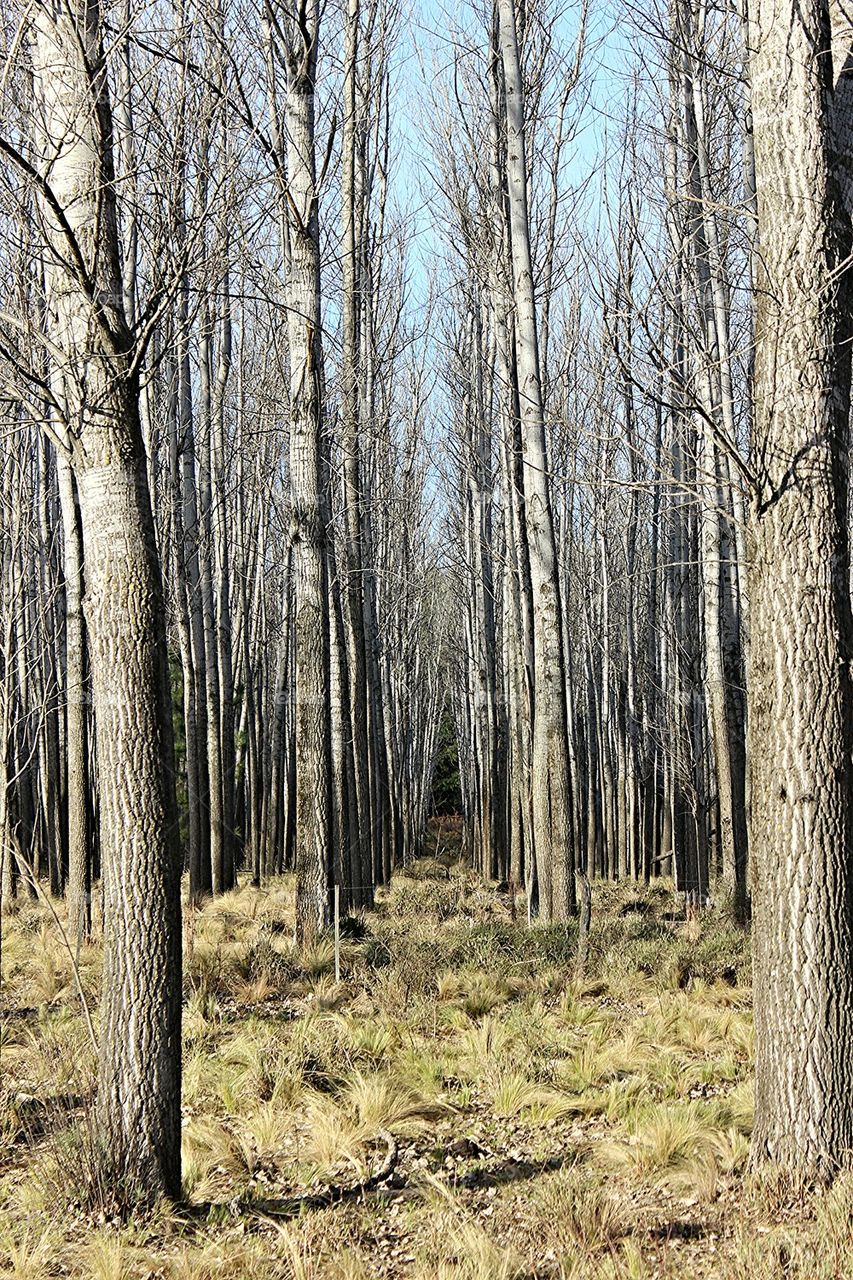 forest