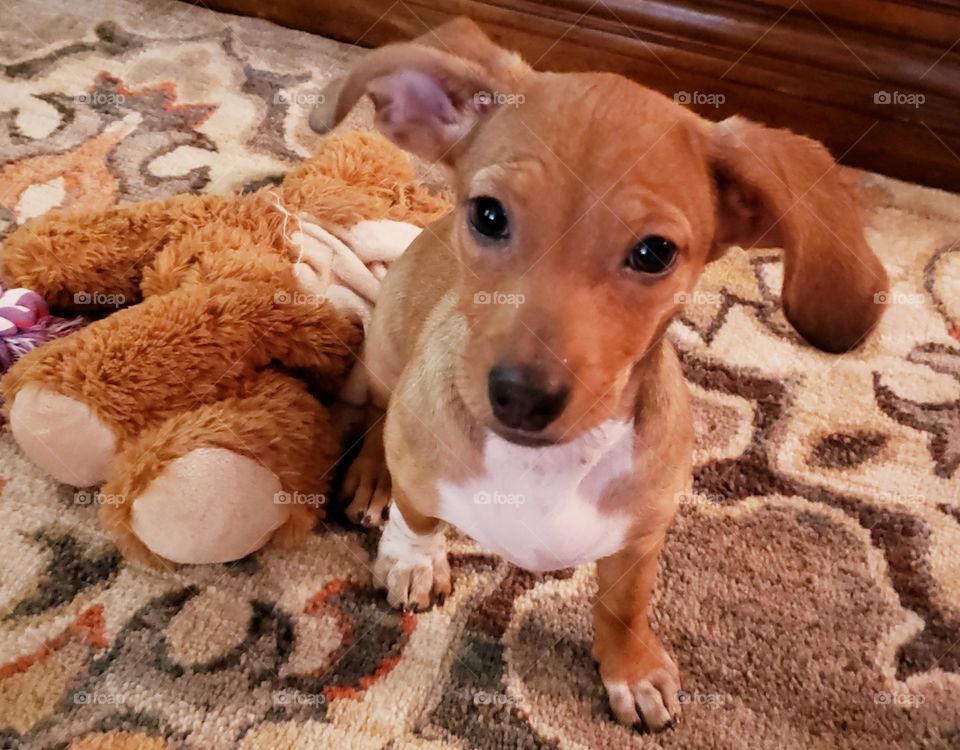 Weiner dog puppy with stuffed animal