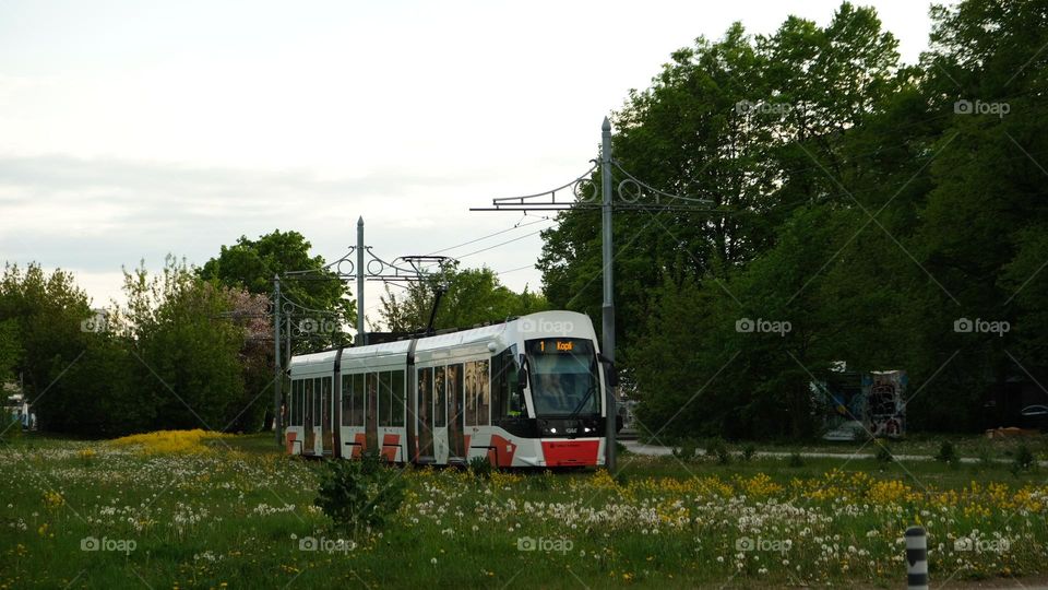 a tramway crossing through a wild field just wild flowers and trees