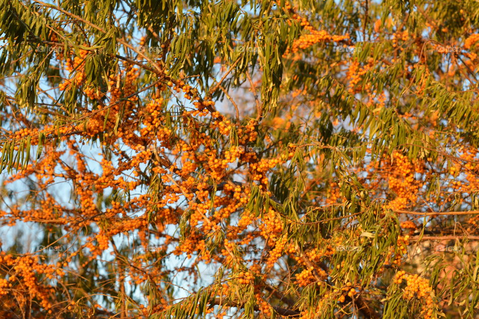 Tree, Leaf, Nature, Fall, Season